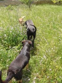 chiens-34e8a.jpg